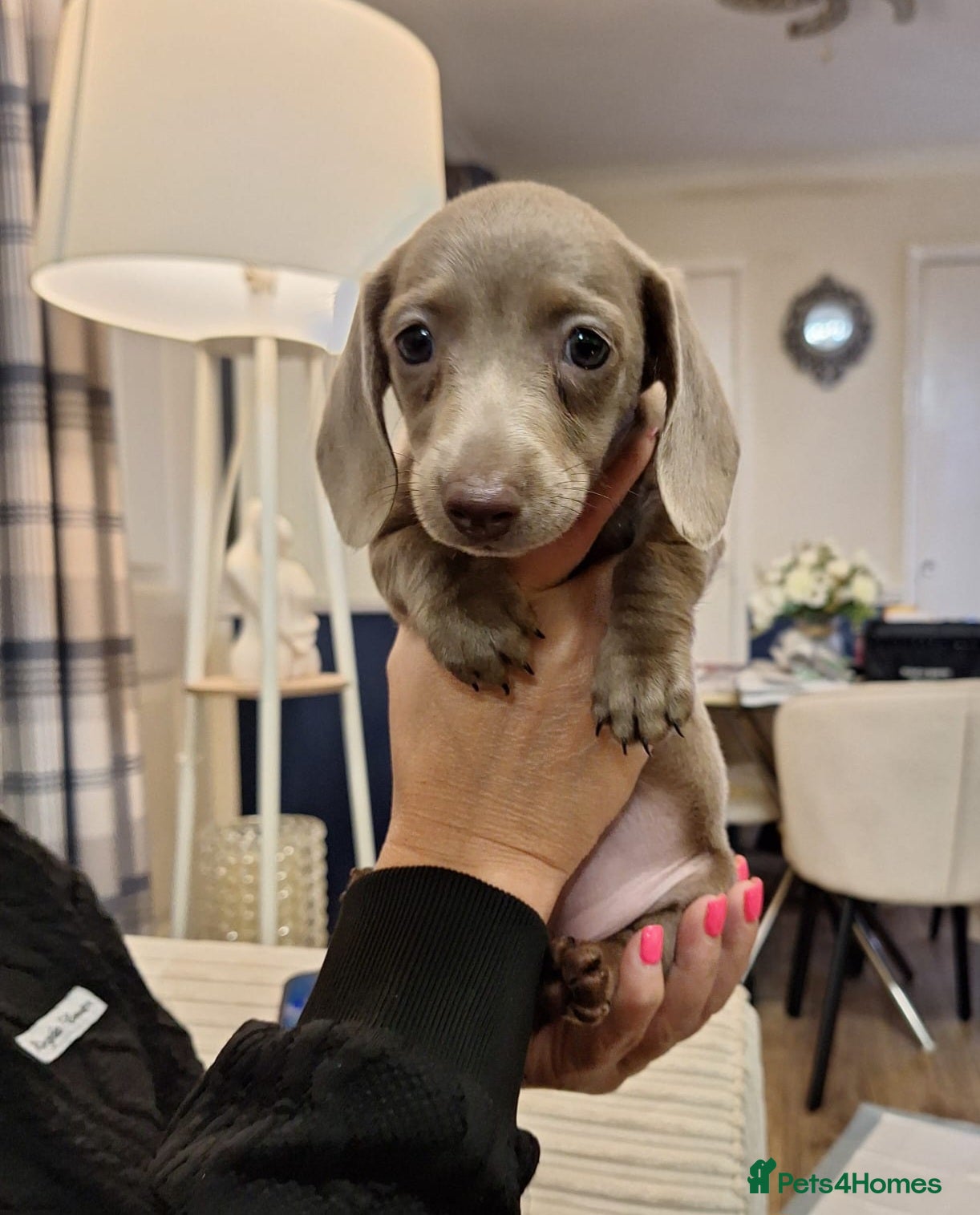 Miniature Dachshund dogs 9 week old Miniature Dachshund (isabella) - Advert 1