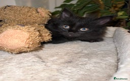 Maine Coon cats for sale: Black smoked boy  - Image 15