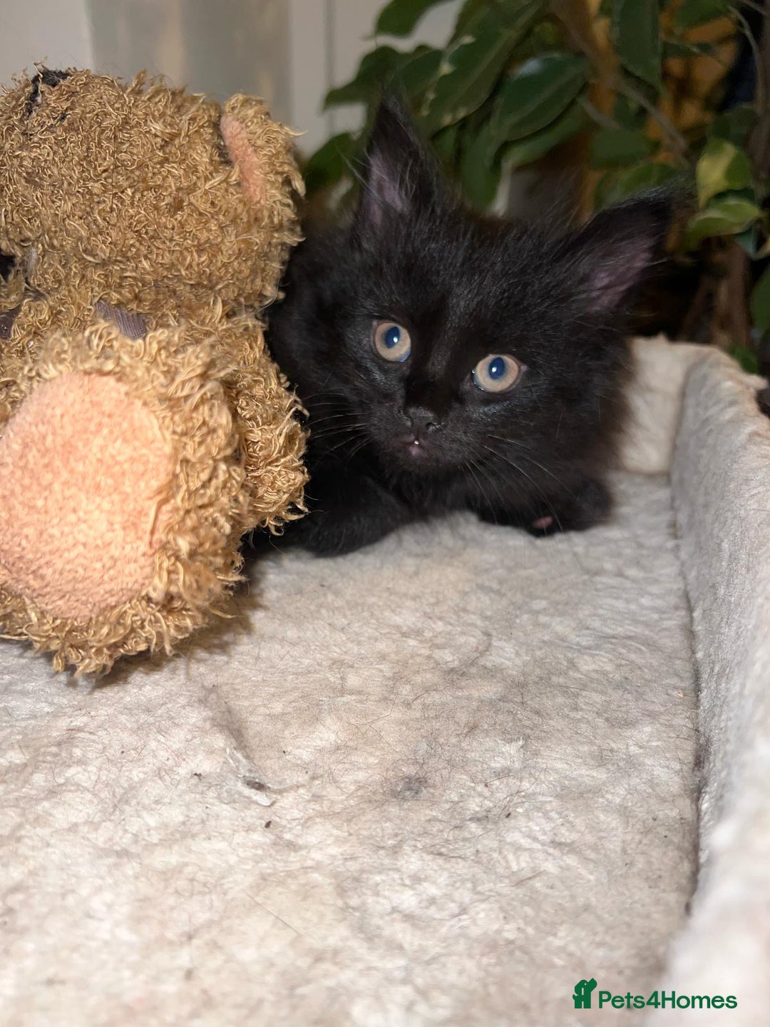 Maine Coon cats for sale: Black smoked boy  - Image 15