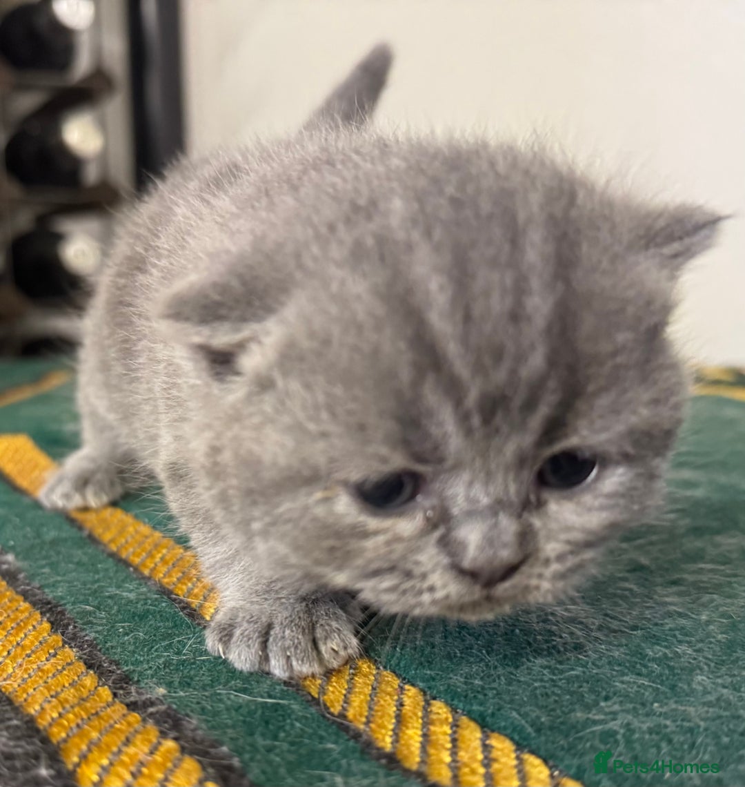 British Shorthair cats for sale: British shorthaired kittens - Image 4
