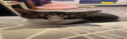 Mixed Breed cats for sale: a big boy ready for adoption  - Advert 2