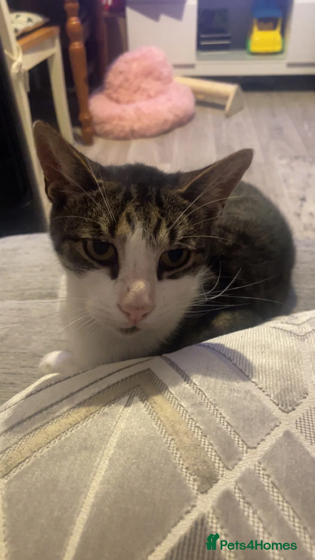 Mixed Breed cats for sale: a big boy ready for adoption  - Advert 2