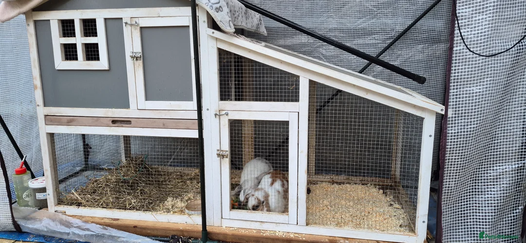 Mixed Breed rabbits for sale: 2 Rabbits  in Corby - Advert 4
