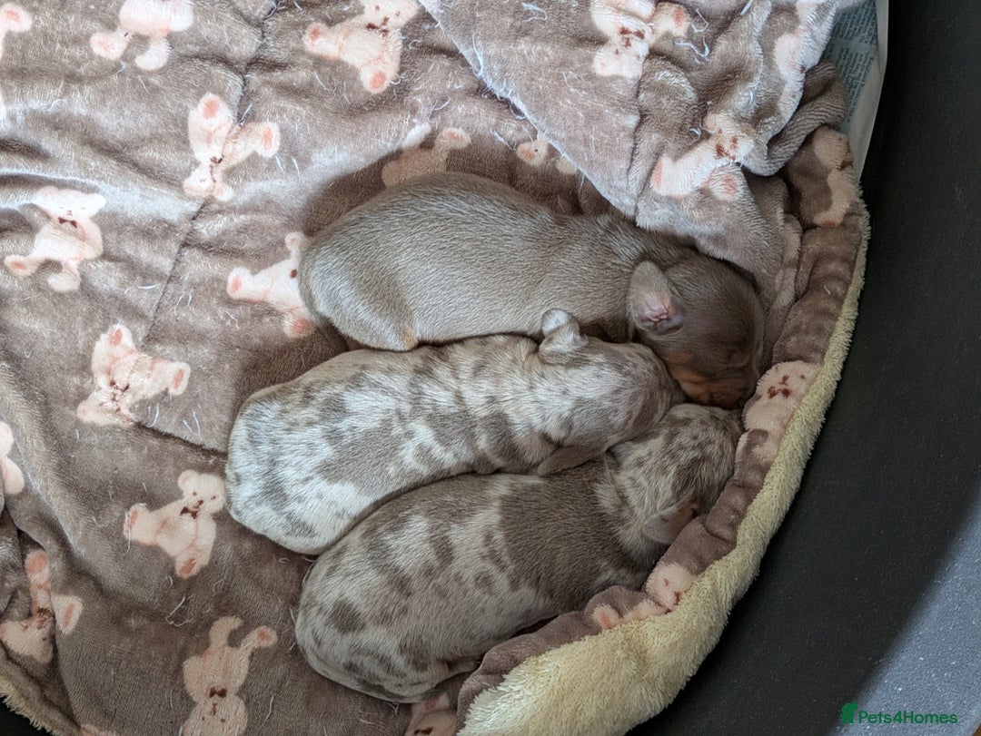Miniature Dachshund dogs for sale: 3 beautiful puppies for sale  - Image 13