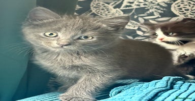 Mixed Breed cats - Advert 4
