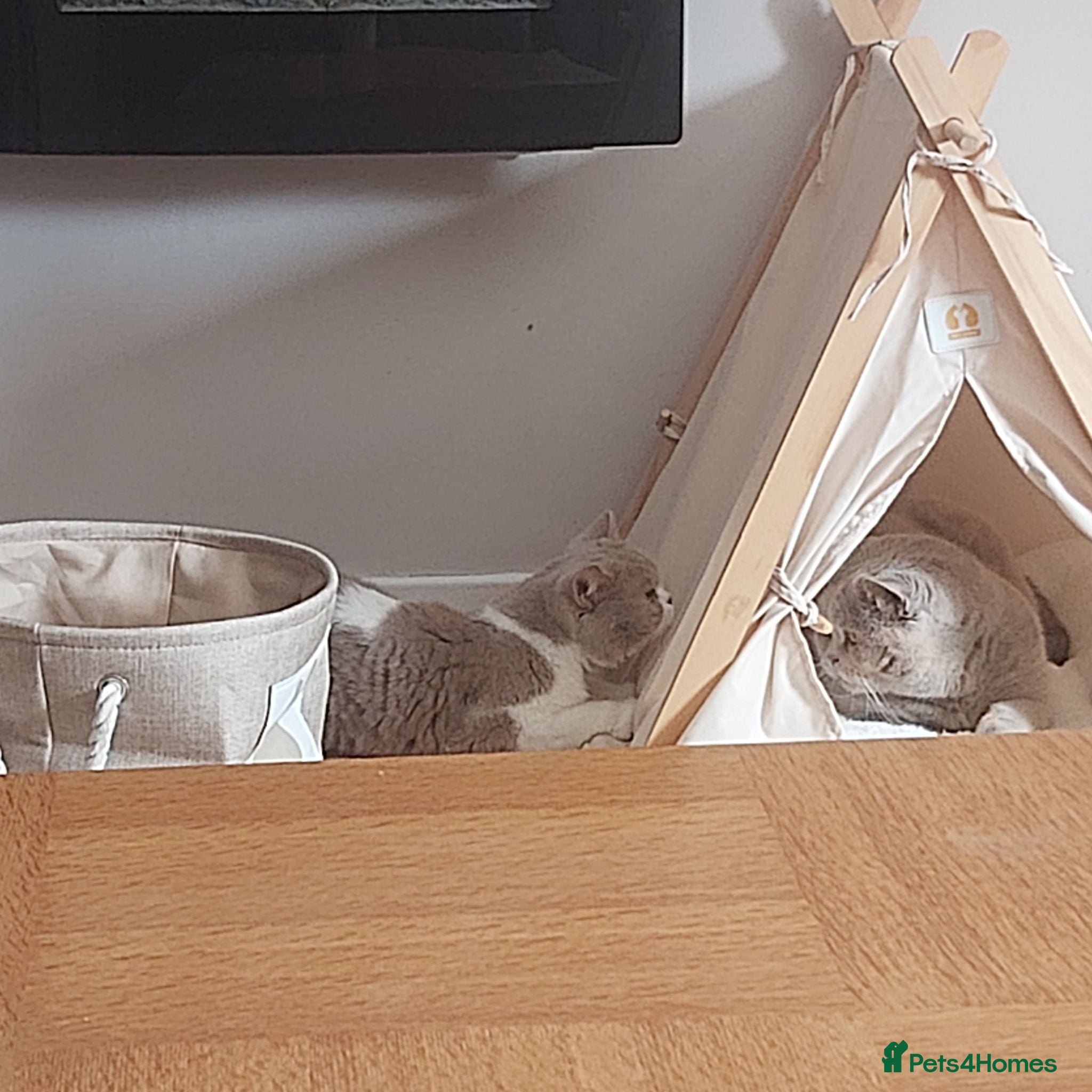 British Shorthair cats Loving, Peaceful Home Needed for Holly & Honey - Advert 4