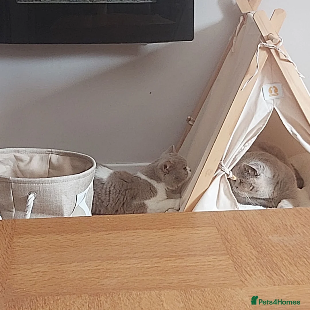 British Shorthair cats for sale: Loving, Peaceful Home Needed for Holly & Honey - Advert 1