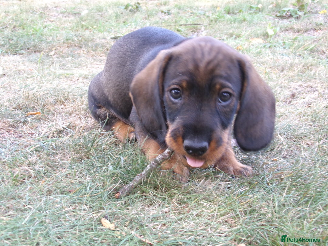 Dachshund dogs for sale: KC Wirehaired Dachshund / Teckel puppies  - Image 4