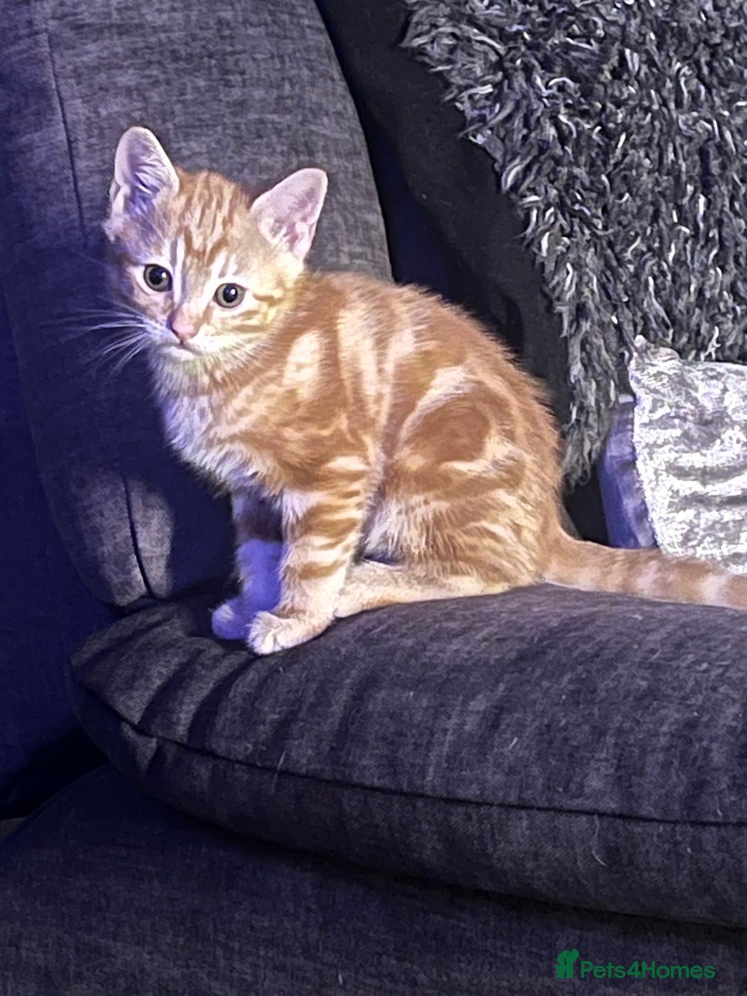 Mixed Breed cats for sale: Energetic ginger kittens and one grey tabby  - Advert 3