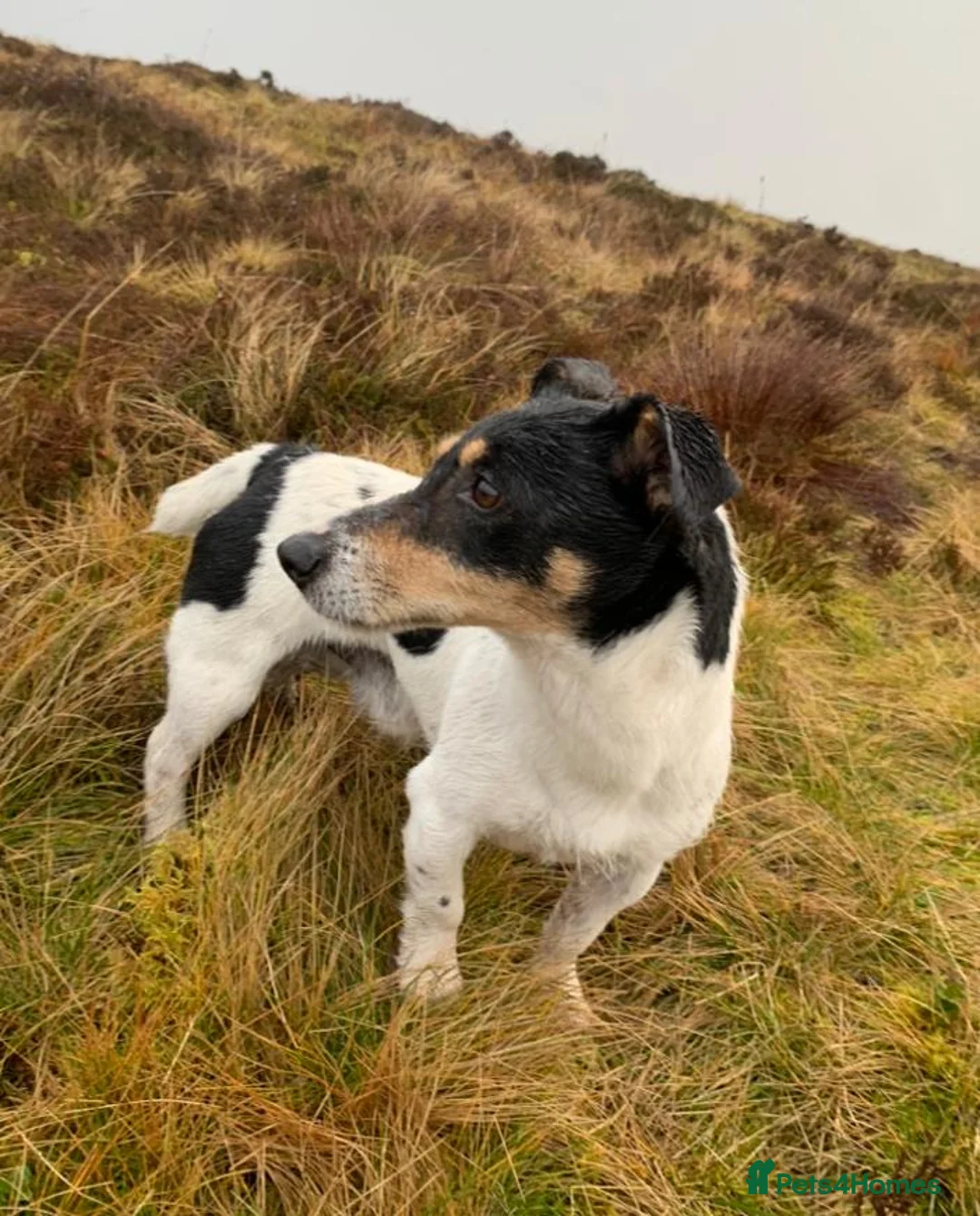 Jack Russell dogs for stud: Traditional Experienced Jack Russel for Stud - Advert 2