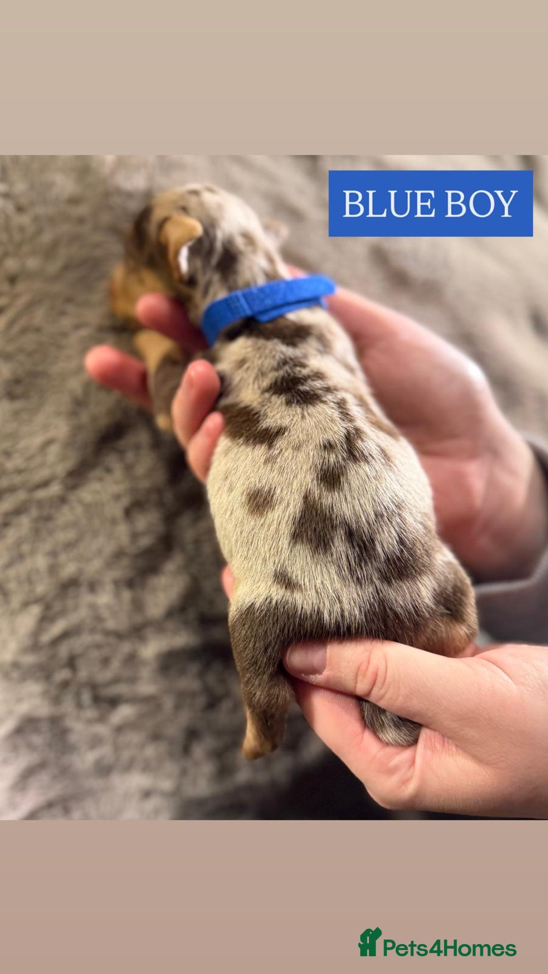 Jack Russell dogs for sale: Pure Breed special colour Jack Russells  - Advert 2