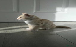Mixed Breed cats for sale: Beautiful male ginger kitten for sale - Image 4
