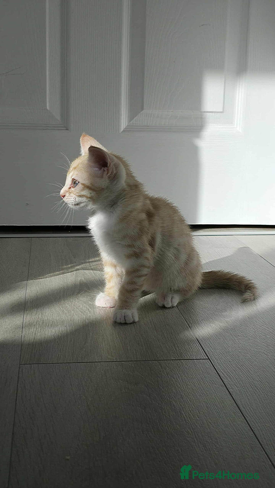 Mixed Breed cats for sale: Beautiful male ginger kitten for sale - Image 4