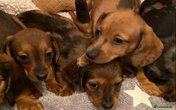 Miniature Dachshund dogs for sale: True miniature Dachshund puppies  - Image 9