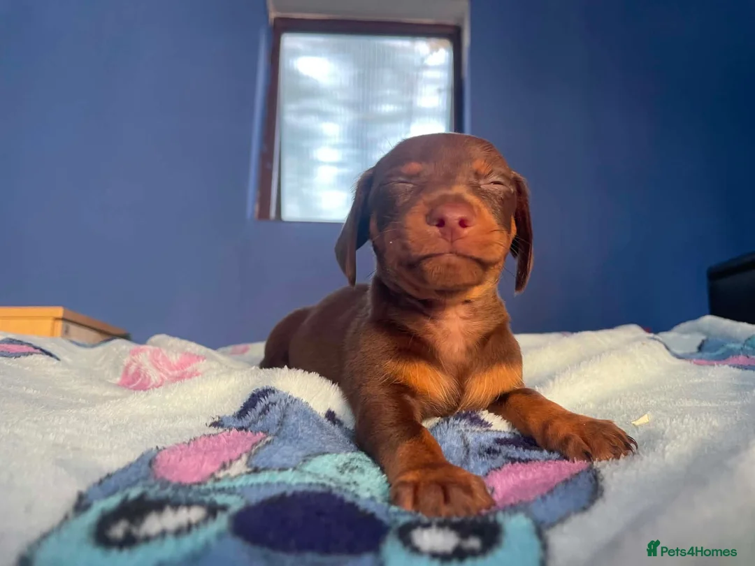 Dachshund dogs for sale: Beautiful dachshund/sausage dog pups for sale  - Advert 2