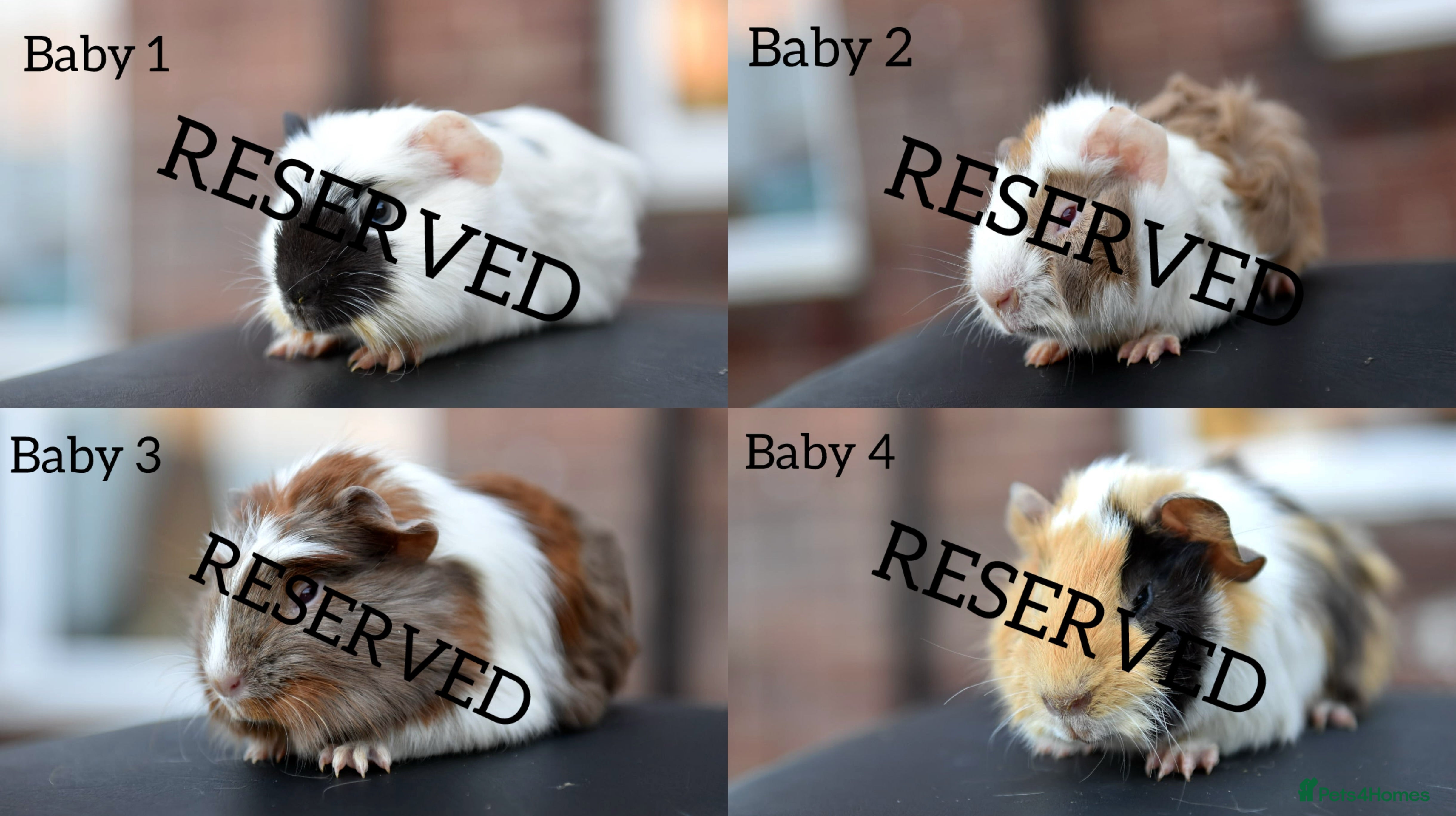 Guinea Pig rodents Baby Guinea Pigs Looking For New Home (All Males) - Advert 14
