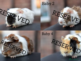 Guinea Pig rodents Baby Guinea Pigs Looking For New Home (All Males) - Advert 14