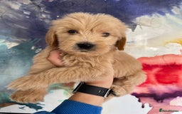 Goldendoodle dogs for sale: Multigenerational Puppies Licensed and Tested - Image 8