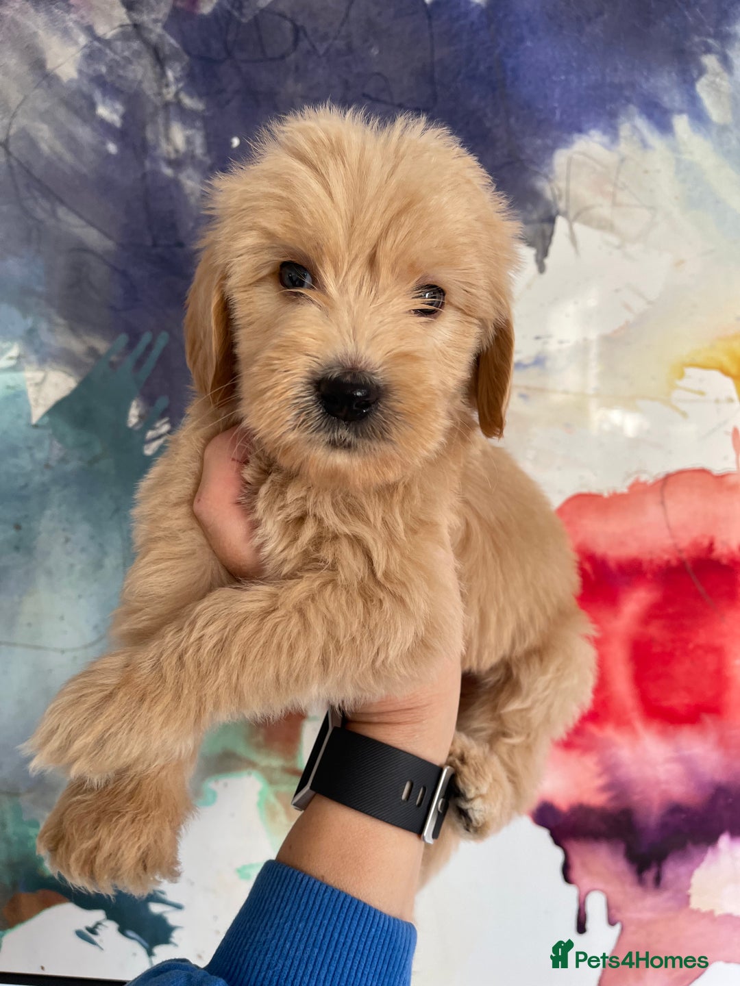 Goldendoodle dogs for sale: Multigenerational Puppies Licensed and Tested - Image 8