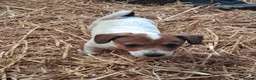 Jack Russell dogs for sale: Ideal working or family Jack russel pups in Northampton - Advert 4