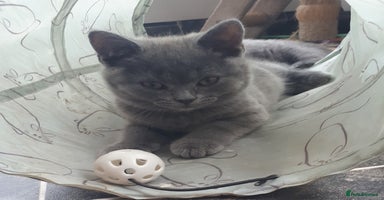 British Shorthair cats - Advert 1