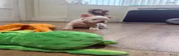 French Bulldog dogs for sale: New Shades Puppies/ DNA 🧬 Tested Parents  - Advert 16