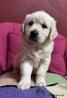 Golden Retriever dogs Extensively Health Tested & Kids Best friends - Advert 2