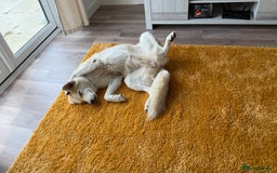 Shepsky dogs for sale: Lola - our Beautiful Husky x German Shepherd - Image 5