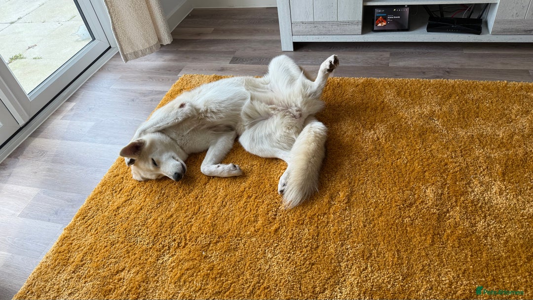 Shepsky dogs for sale: Lola - our Beautiful Husky x German Shepherd - Image 5