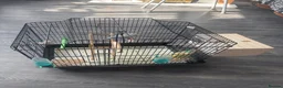 Budgerigars birds for sale: Budgies  - Advert 1