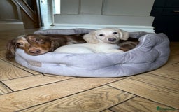 Miniature Dachshund dogs for sale: ℂ𝕝𝕖𝕒𝕣 ℂ𝕣𝕖𝕒𝕞 𝕄𝕚𝕟𝕚 𝔻𝕒𝕔𝕙𝕤𝕙𝕦𝕟𝕕𝕤 in Bootle - Image 15