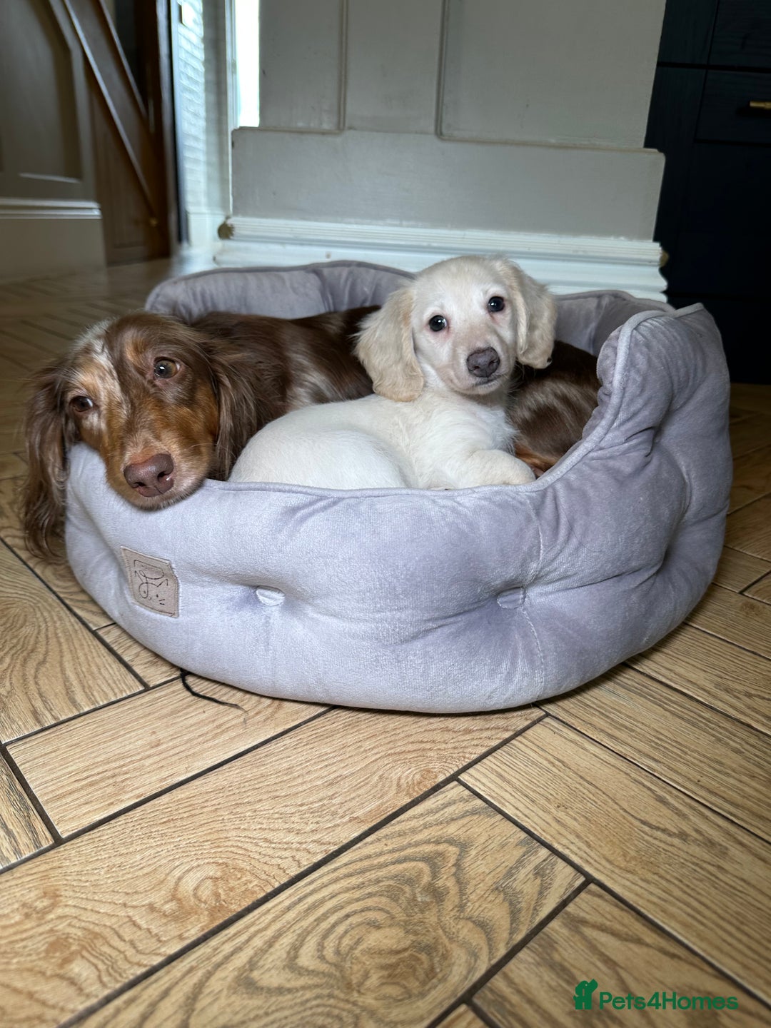 Miniature Dachshund dogs for sale: ℂ𝕝𝕖𝕒𝕣 ℂ𝕣𝕖𝕒𝕞 𝕄𝕚𝕟𝕚 𝔻𝕒𝕔𝕙𝕤𝕙𝕦𝕟𝕕𝕤 in Bootle - Image 15