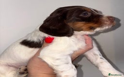 Cocker Spaniel dogs for sale: Only 1 pup left! Fantastic WCS health tested pup  - Image 6
