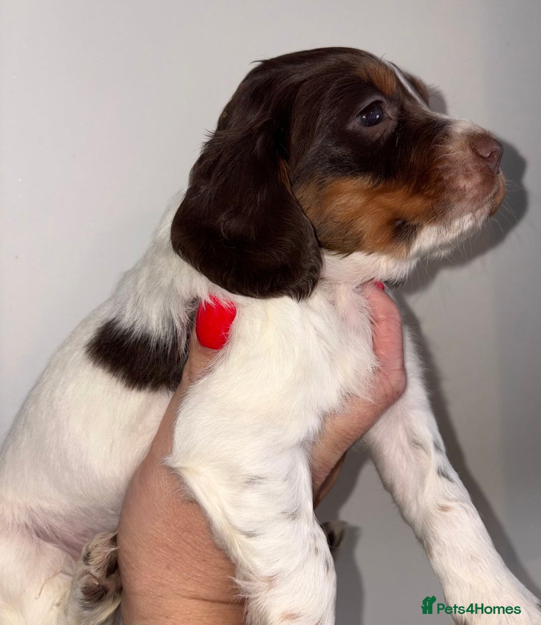 Cocker Spaniel dogs for sale: Only 1 pup left! Fantastic WCS health tested pup  - Image 6