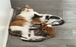 Domestic Shorthair cats for sale: Family-Raised Kittens, Friendly, Playful Ready Now - Image 35