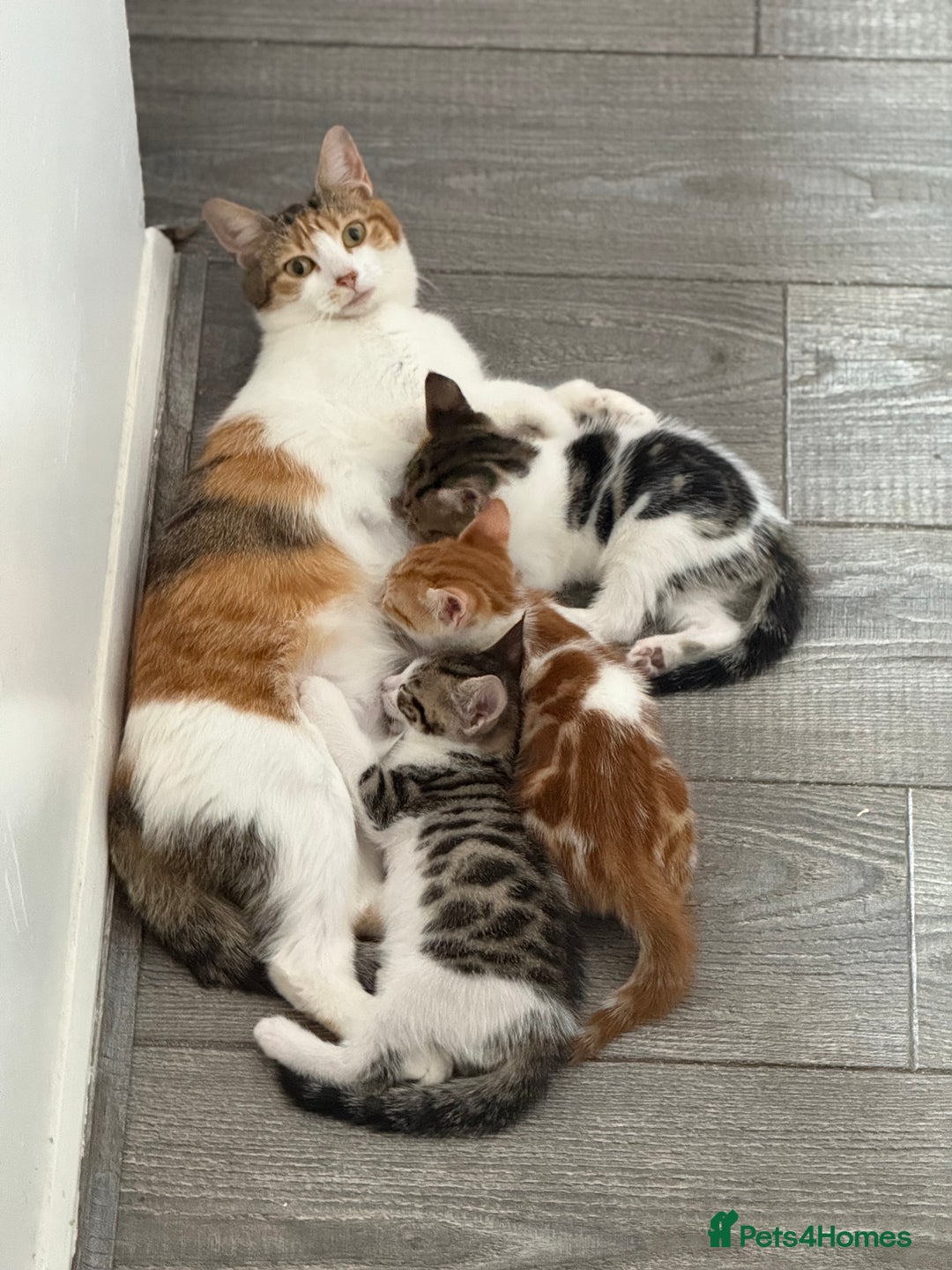 Domestic Shorthair cats for sale: Family-Raised Kittens, Friendly, Playful Ready Now - Image 35