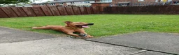 Mixed Breed dogs for sale: Patterdalexpitbull in Preston - Advert 2