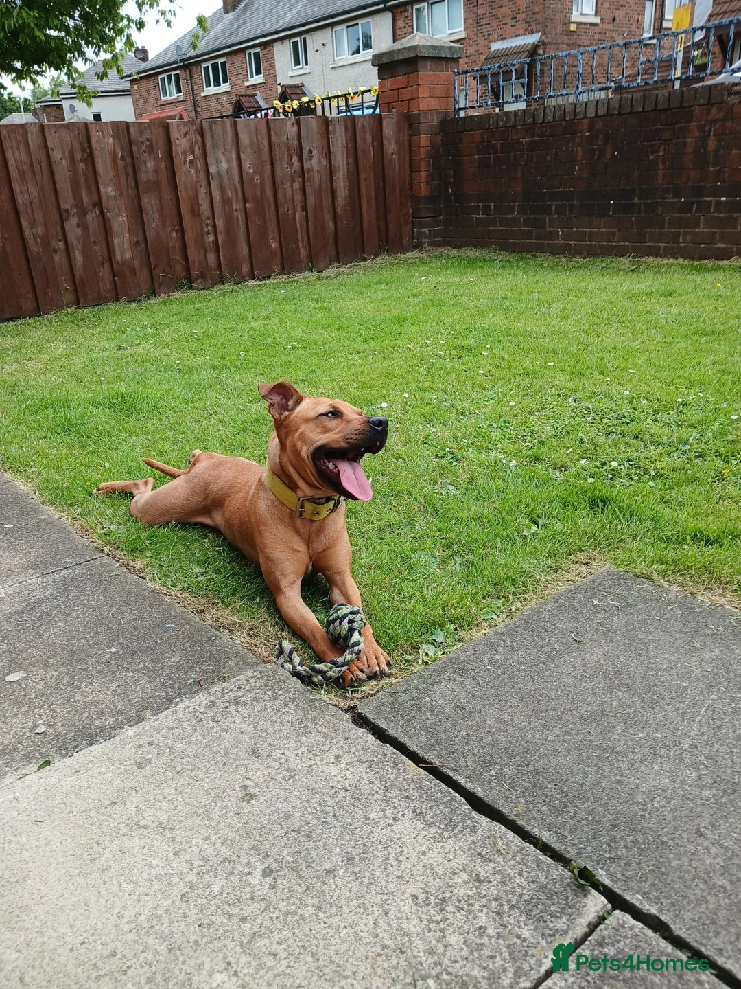 Mixed Breed dogs for sale: Patterdalexpitbull in Preston - Advert 2