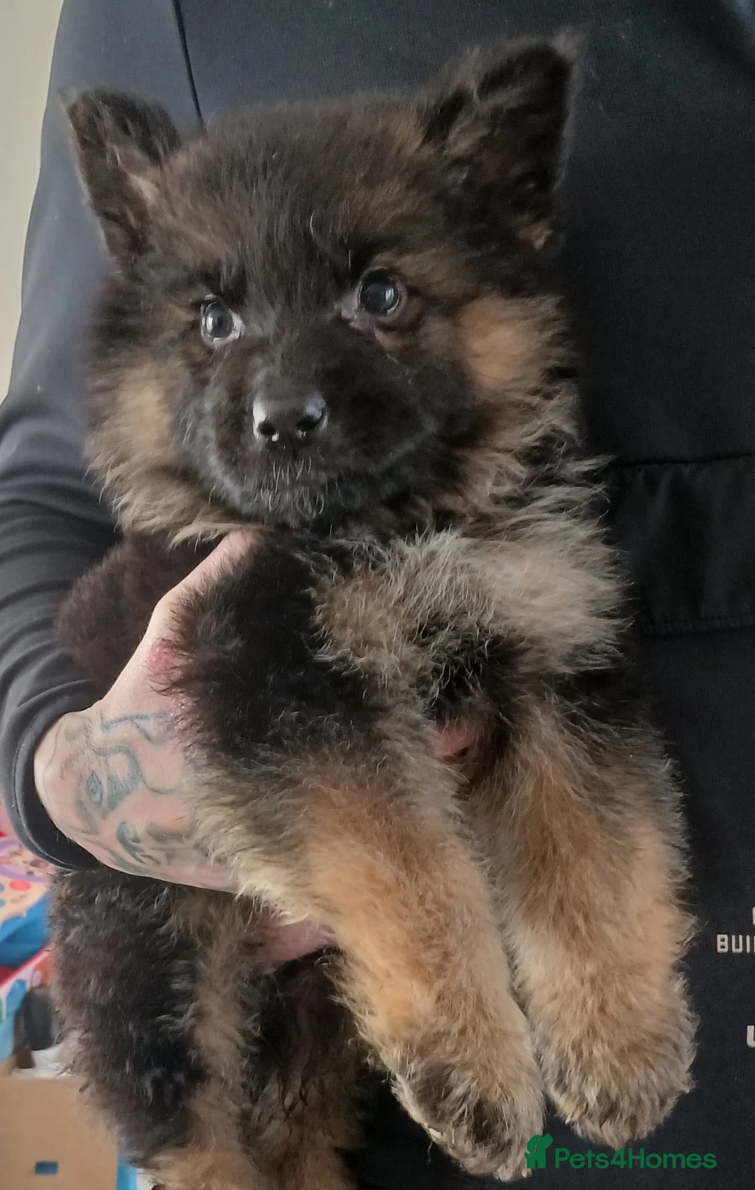 German Shepherd dogs for sale: OUTSTANDING long coat female puppy READY NOW - Advert 8