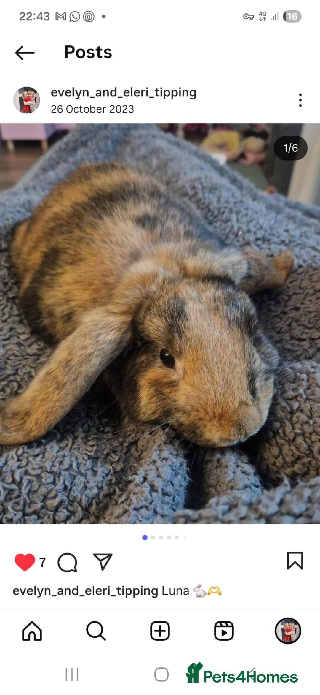 Mixed Breed rabbits for sale: Doc and luna  - Image 3