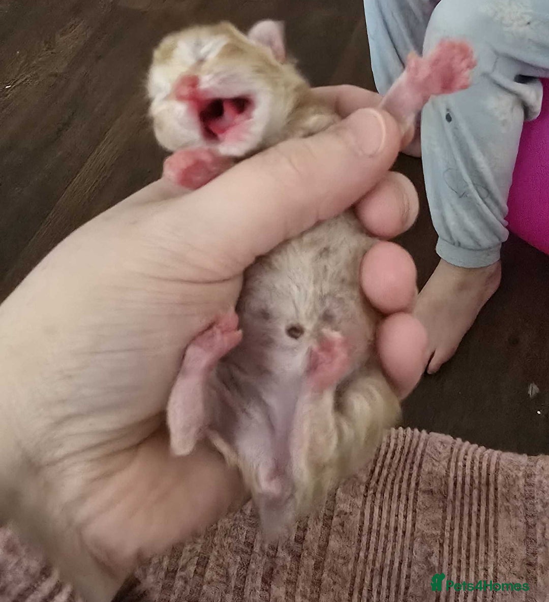 Mixed Breed cats for sale: winnies litter - Advert 1