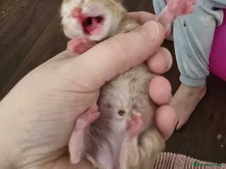 Mixed Breed cats winnies litter - Advert 2