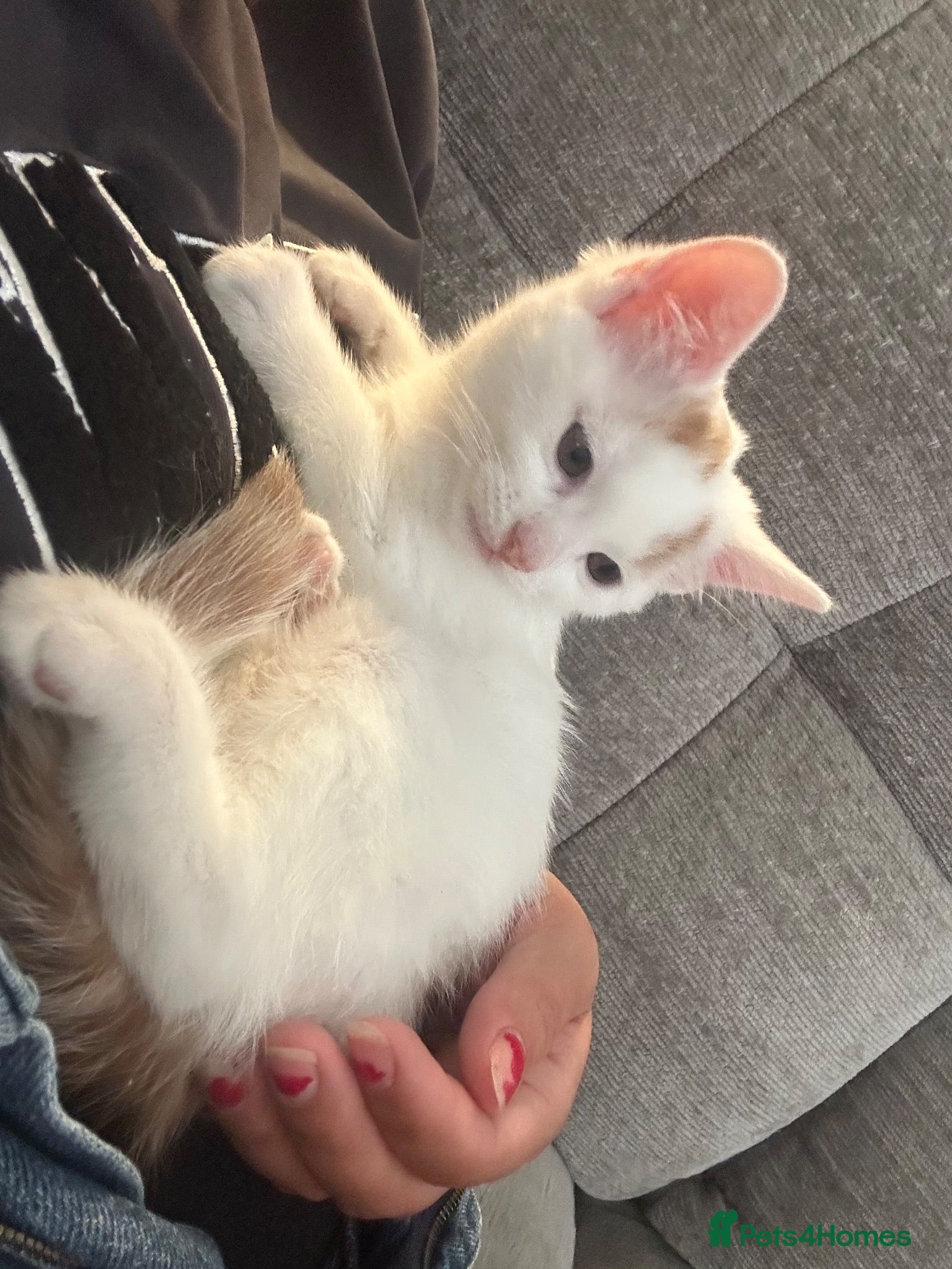Mixed Breed cats male kitten ready for new home - Advert 5