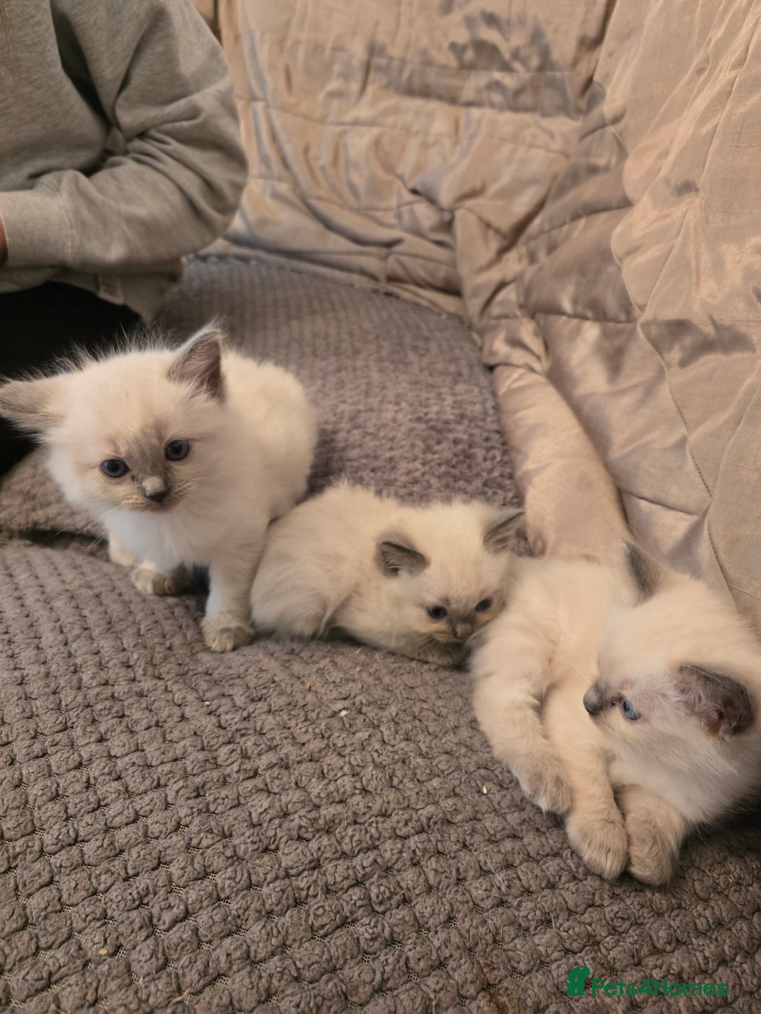 Ragdoll cats for sale: Ragdoll kittens for sale - Image 8