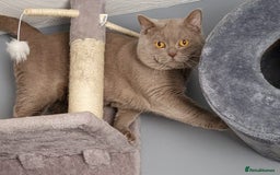British Shorthair cats for sale: Adorable,chunky,champion lined british shorthairs! - Image 14