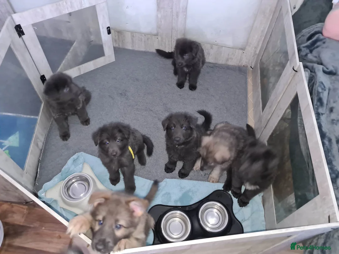 German Shepherd dogs for stud: Solid blue german shepherd for stud in Stevenston - Advert 9