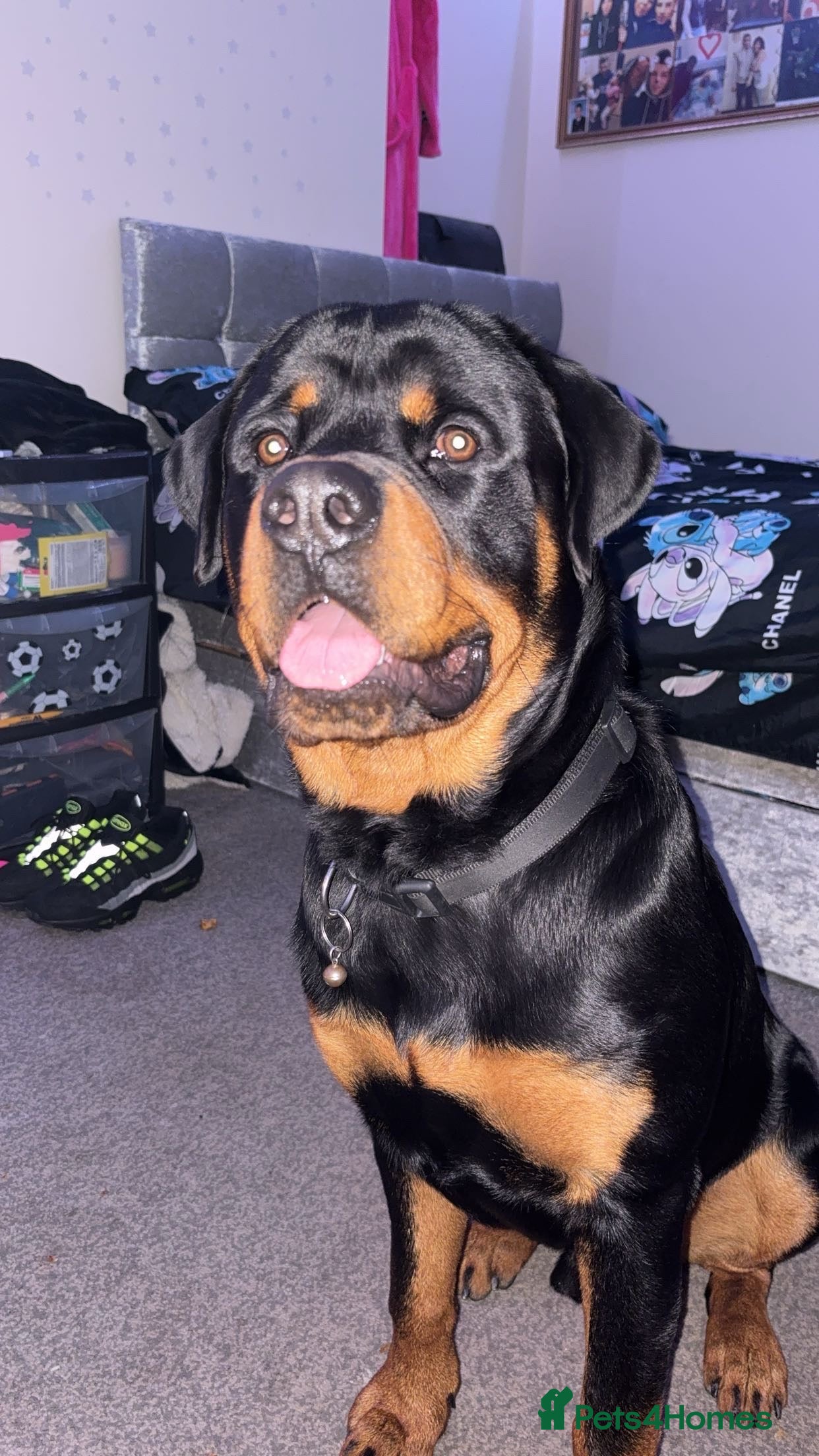 Rottweiler dogs Rottweiler stud male - Advert 1