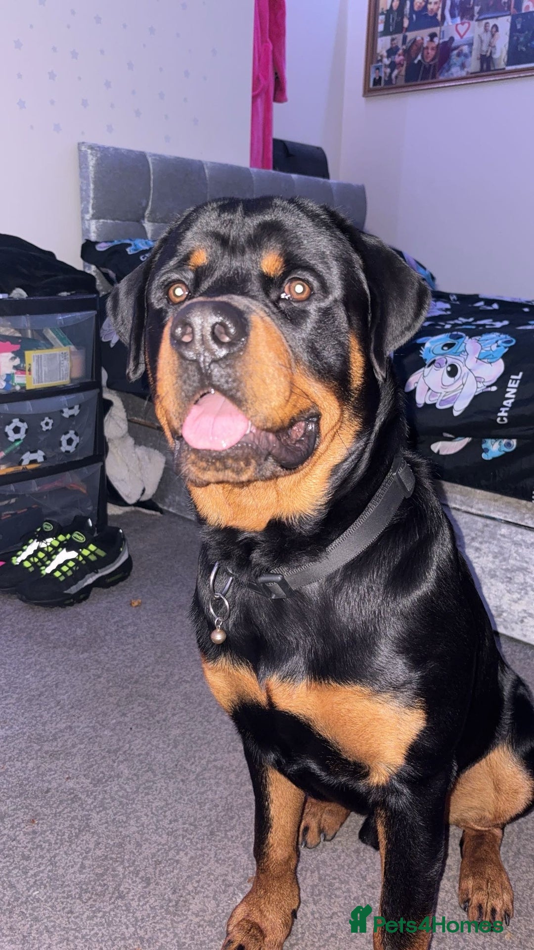 Rottweiler dogs for stud: Rottweiler stud male - Advert 1