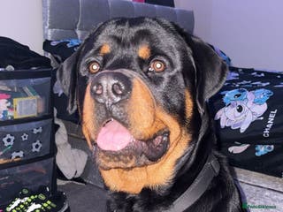 Rottweiler dogs Rottweiler stud male - Advert 18