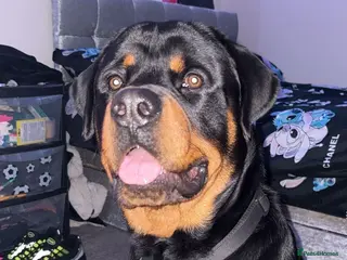 Rottweiler dogs Rottweiler stud male - Advert 10